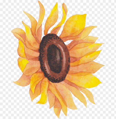 sunflowers watercolor picture stock - sunflower Isolated Subject in Clear Transparent PNG