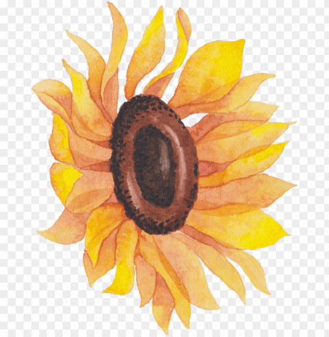 Sunflowers Watercolor Picture Stock - Sunflower Isolated Subject In Clear Transparent PNG