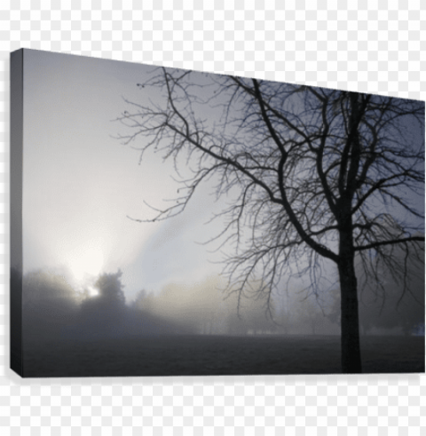 sunrays through fog canvas print - sunrays through fog canvas art - craig tuttle desi Transparent Cutout PNG Graphic Isolation