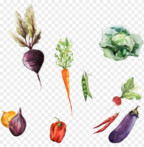 svg black and white download root vegetables painting - watercolor of root vegetables HighResolution Isolated PNG with Transparency