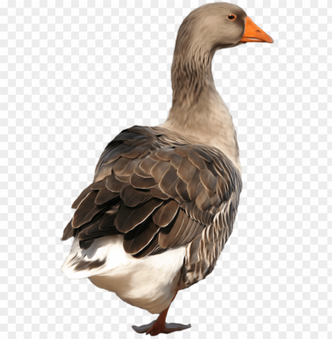 svg free clip art best web - duck Isolated Graphic on Transparent PNG