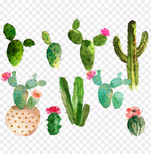 svg royalty free library cactaceae watercolor painting - cactus with flowers watercolor Isolated Element with Transparent PNG Background PNG transparent with Clear Background ID a3fe3a9d