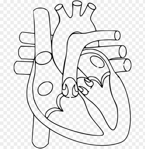 svg transparent stock human heart black and - circulatory system heart drawi PNG clipart with transparency
