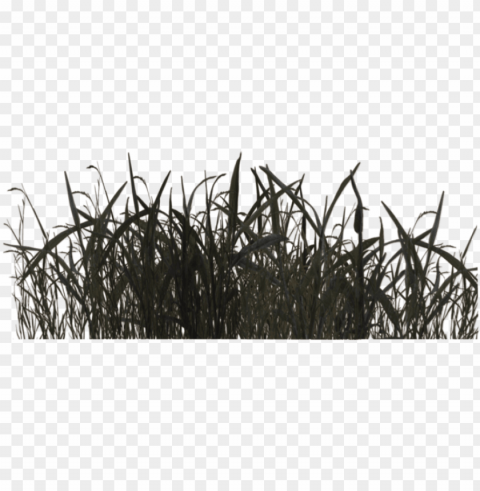 swamp grass 02 by wolverine04 - swamp Isolated Graphic in Transparent PNG Format