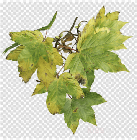 Sycamore Maple PNG Images For Graphic Design