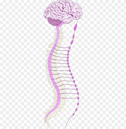 sympathetic nervous system - sympathetic nervous system Transparent PNG images for design