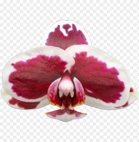 Taida Kings Caroline Taida White Skirt - Orchids Transparent PNG Images Free Download