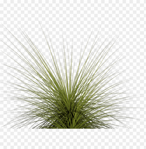 tall grass - tall grass Transparent PNG images bulk package