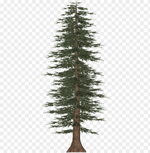 tall pine tree - pine Isolated Subject on HighQuality PNG