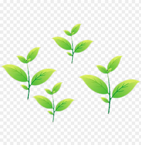 tea leaf animatio PNG graphics for presentations