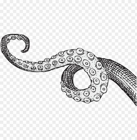 tentacle - tentacles drawi PNG with cutout background