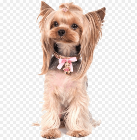 terrier drawing yorkie poo clipart library - yorkshire terrier PNG graphics