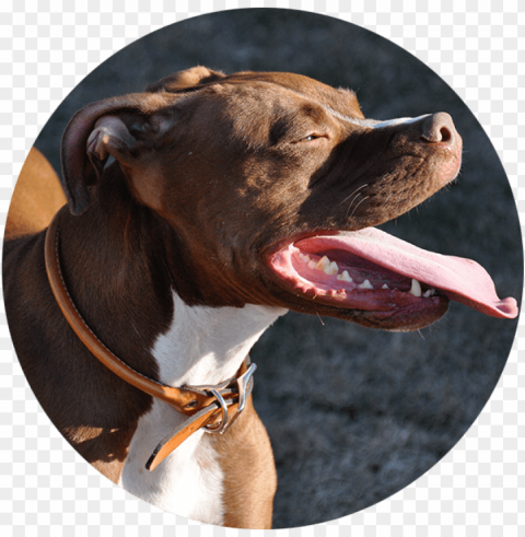 testimonial-2 - pitbull do PNG for online use PNG transparent with Clear Background ID 639d40fe