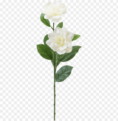 teters floral white gardenia stem - garden roses Transparent Cutout PNG Graphic Isolation