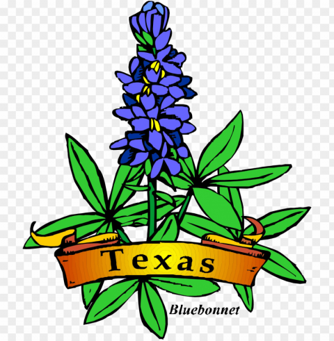 texas theme day camp shac royalty free download - texas state flower drawi Clear PNG photos PNG transparent with Clear Background ID 59cf74aa