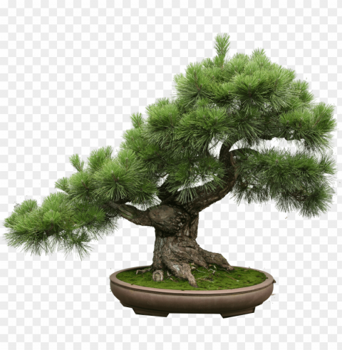 the art of creating a bonsai tree - itil v3 small-scale implementation book Isolated Subject in Transparent PNG