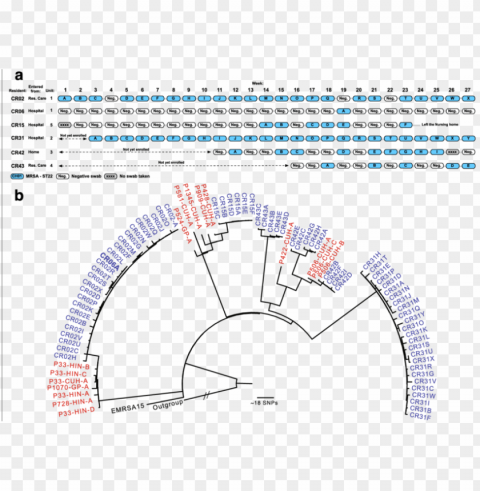 the epidemiology and phylogeny of mrsa in the cambridge - methicillin resistant staphylococcus aureus infectio PNG Image with Transparent Cutout