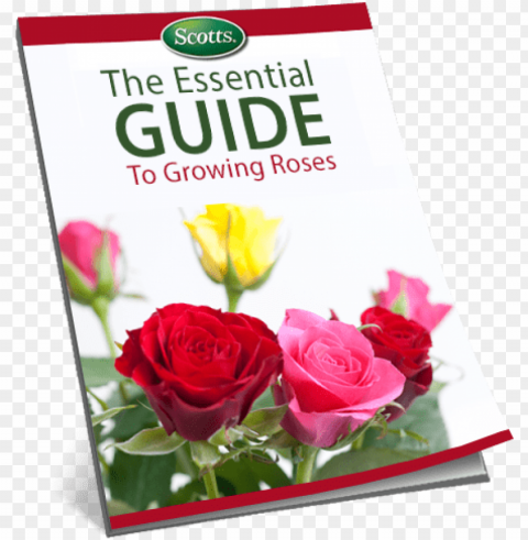 the essential guide to growing roses - rose PNG Graphic with Isolated Transparency