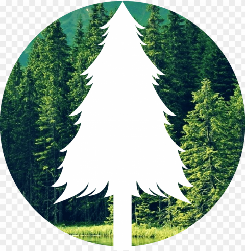 the forest - save forest PNG files with clear background variety