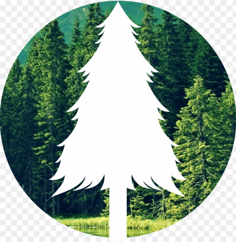 the forest - save forest PNG files with clear background variety PNG transparent with Clear Background ID 782567f4