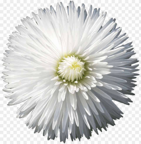 the gallery for flower tumblr - flower with black backgrounds PNG files with no background assortment