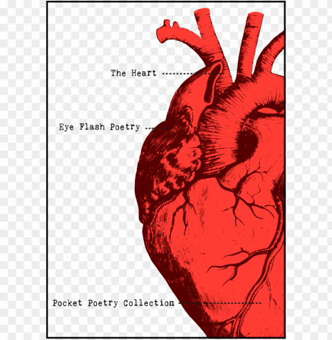 the heart pocket poetry collection - heart shape in our body Transparent PNG Graphic with Isolated Object