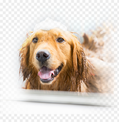the last of us - dog grooming voucher Transparent PNG graphics complete archive