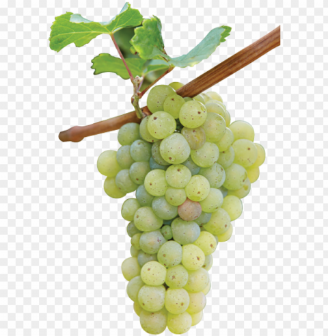 the misunderstood grape ripe riesling white vine grape - riesling grape PNG Image with Transparent Isolated Design