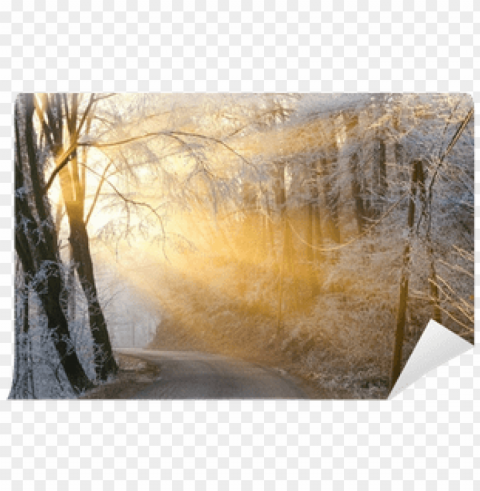 the sun's rays pass through the fog in winter wall - birch PNG graphics with clear alpha channel collection