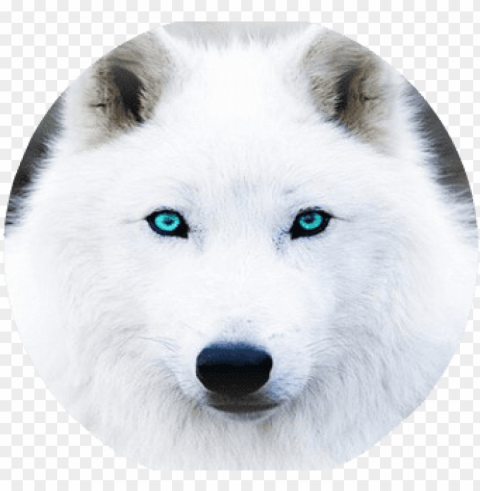 the white wolf with blue eye s by - white wolf with aqua eyes PNG transparent designs