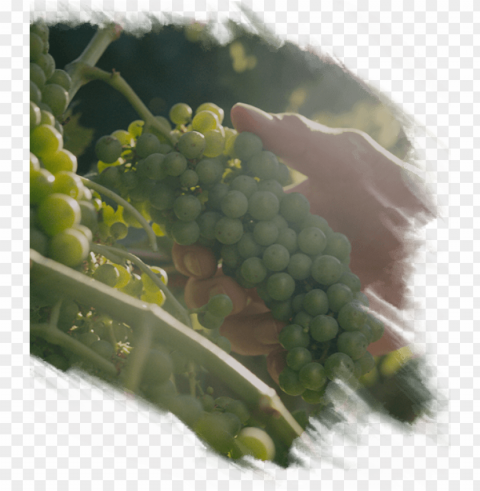 the winery - seedless fruit PNG transparent elements compilation