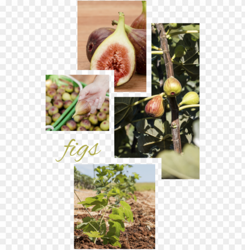 there is only one commercial variety cultivated in - cluster fig tree PNG graphics with clear alpha channel selection