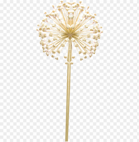 thewayyouare-dandelion via image - floral desi Isolated Graphic Element in HighResolution PNG