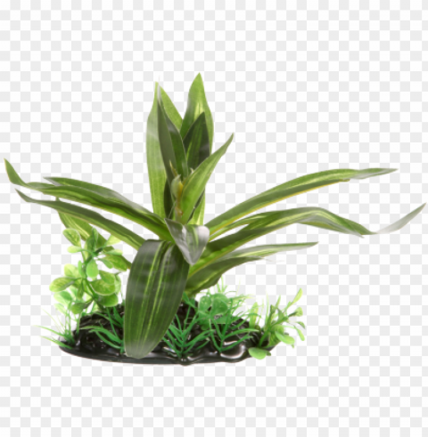 this beautiful fluval decorative plant adds a realistic - fluval giant sagittaria - small - 10 cm 4 Isolated Graphic on HighResolution Transparent PNG
