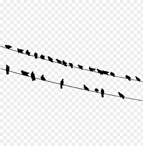 this free icons design of birds on wires silhouette PNG transparent images for websites