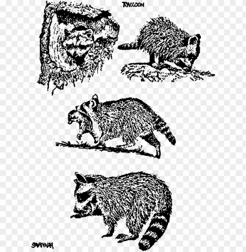 this free icons design of 4 raccoon scenes PNG transparency images