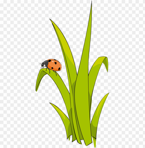 this free icons design of coccinelle sur brin d-herbe PNG files with clear backdrop assortment