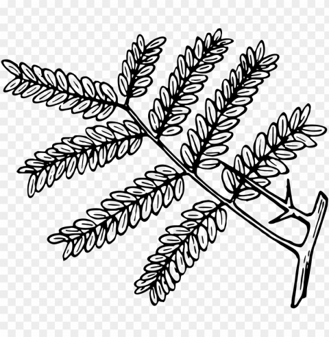 This Free Icons Design Of Honey Locust - Honey Locust Leaf Outline PNG Image With Isolated Artwork