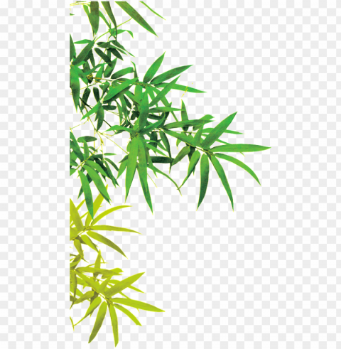 this graphics is beautiful picture of bamboo leaves - china bamboo PNG images with alpha channel diverse selection