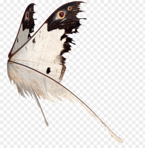 this graphics is butterfly wings transparent about - butterfly PNG images with no fees