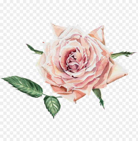 this graphics is fragrant transparent watercolor flowers - tantinet romantic rose floral photo wall mural 368x248 PNG images with alpha channel selection