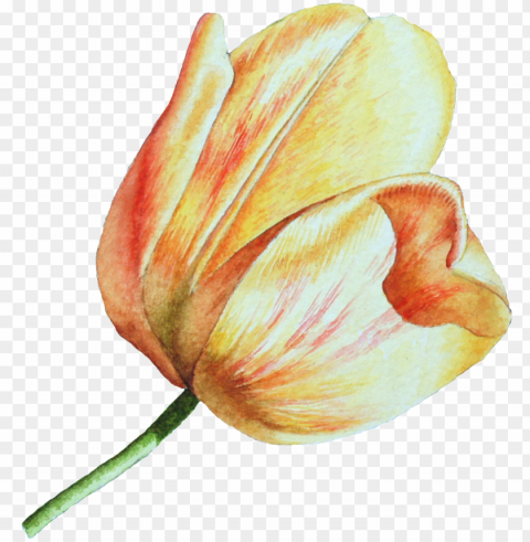 this graphics is hand drawn a tulip transparent - tuli PNG images for mockups
