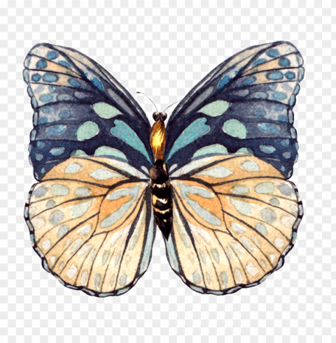 this graphics is hand painted a beautiful butterfly - butterfly Isolated Graphic on HighQuality Transparent PNG