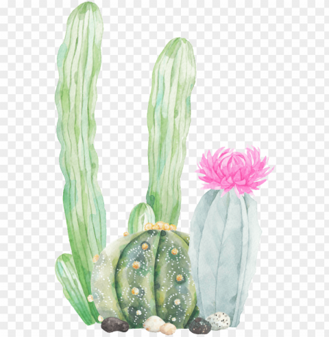 this graphics is hand painted three cactus transparent - cactus transparent PNG for web design
