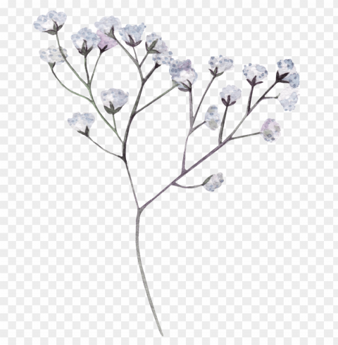 this graphics is hand painted white dry flower - black flower Transparent art PNG