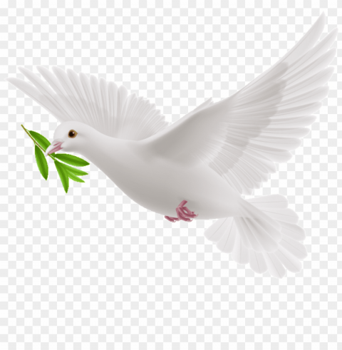this graphics is peace dove cartoon transparent about - transparent olive branch dove PNG Graphic Isolated on Clear Background Detail