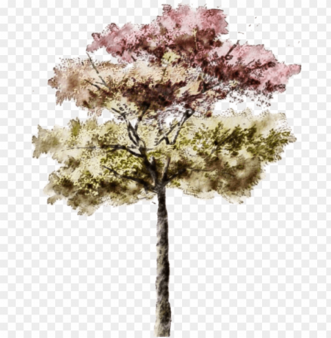 this is a test on posting from email - architecture rendering photoshop trees Isolated Graphic in Transparent PNG Format