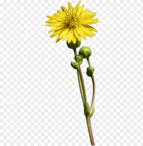 this plant has a long 2 to 5 foot stem with a single - single stem flower transparent PNG images with alpha transparency wide collection PNG transparent with Clear Background ID 8878b484