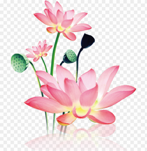 this product design is hand painted watercolor lotus - sacred lotus Transparent PNG Isolated Graphic with Clarity