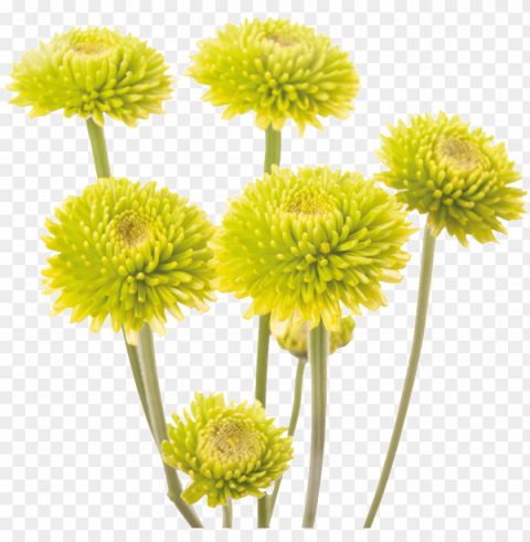 this product design is yellow chrysanthemum about yellow - chrysanthemum Clear background PNG graphics